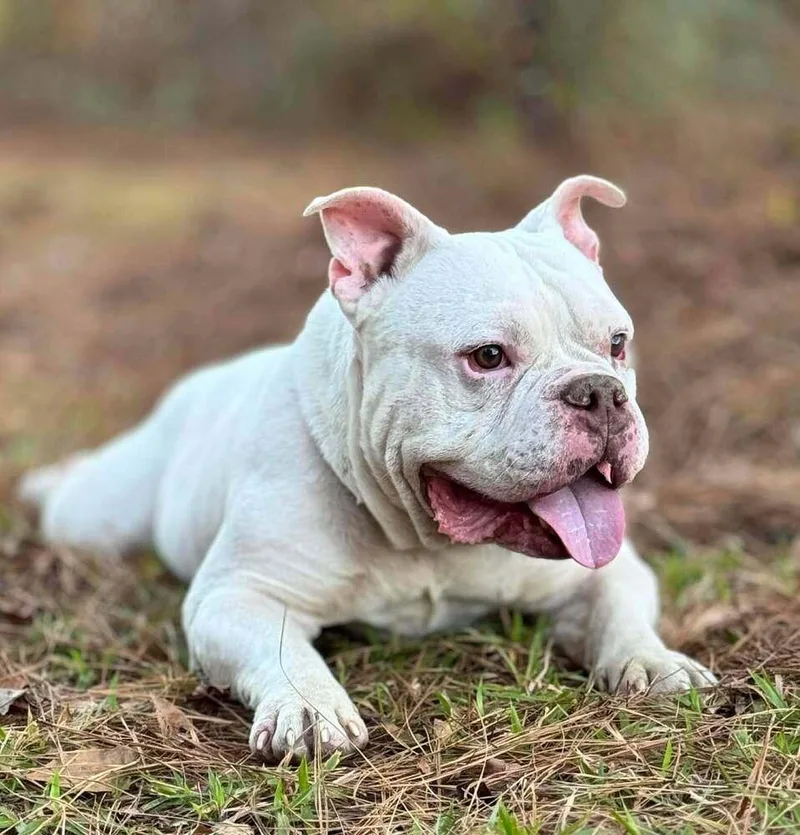 Commander thumbnail 2