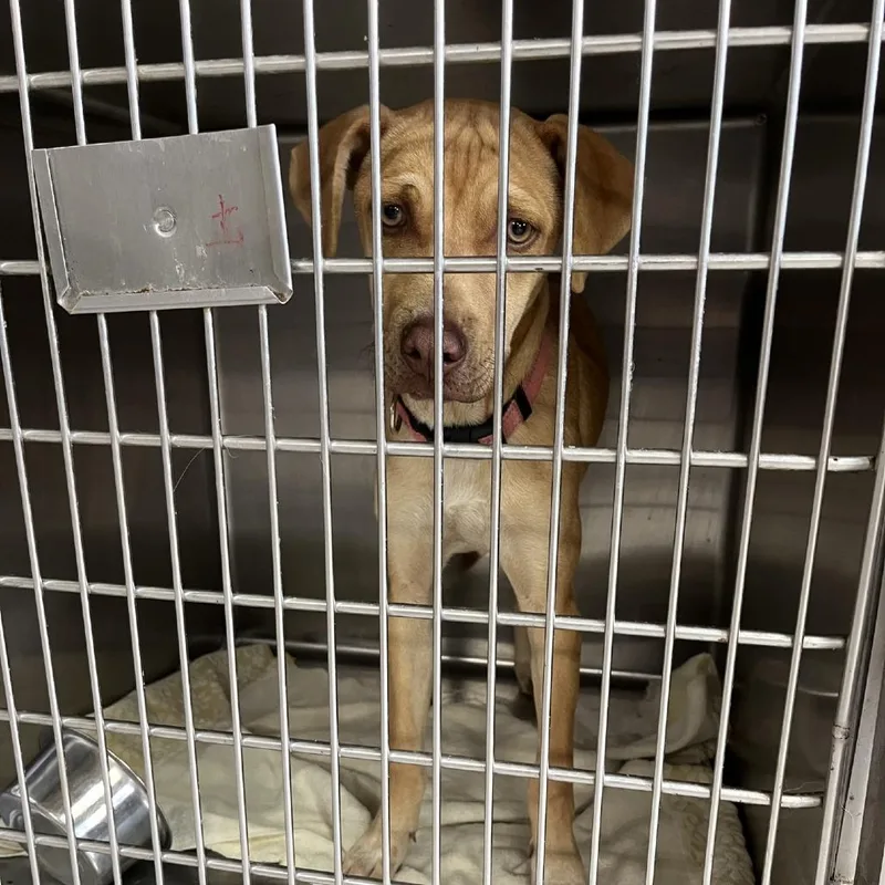 A young medium-sized male Yellow / Tan / Blond / Fawn Labrador Retriever dog named Kai for adoption in Northbrook, IL