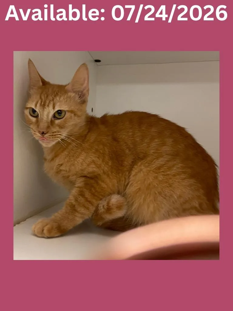A young medium-sized female Domestic Short Hair cat named Cat Condo  Lucy for adoption in Greenville, TX