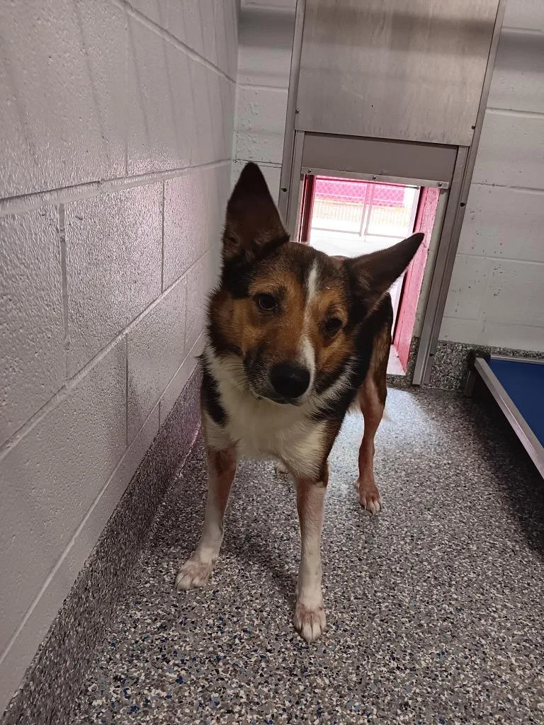An adult small-sized male Mixed Breed dog named Marco for adoption in Angola, IN