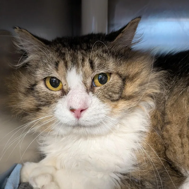 An adult large-sized male White Domestic Medium Hair cat named Harry for adoption in Kennebunk, ME