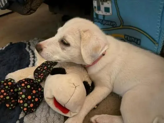 A baby medium-sized female Great Pyrenees dog named Tia for adoption in Colorado Springs, CO