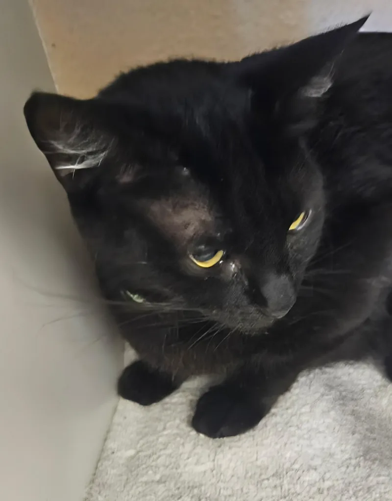 A young medium-sized female Black Domestic Short Hair cat named Annabelle for adoption in Orange, CA