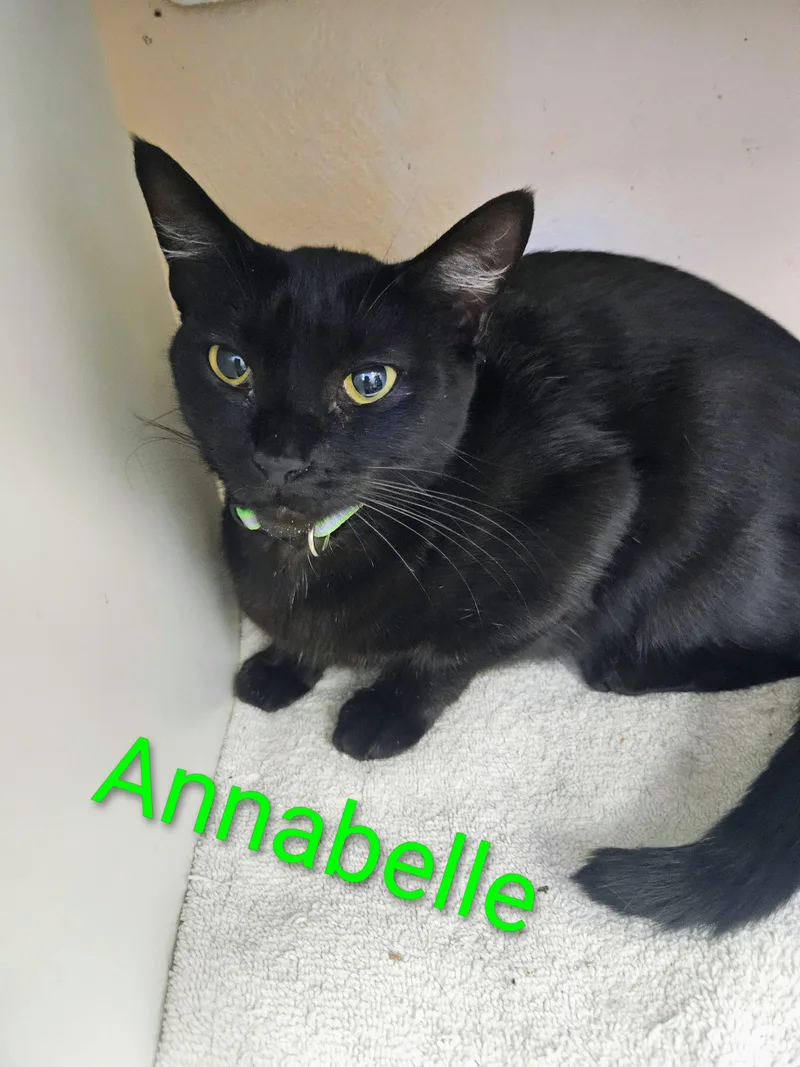 Annabelle thumbnail 2