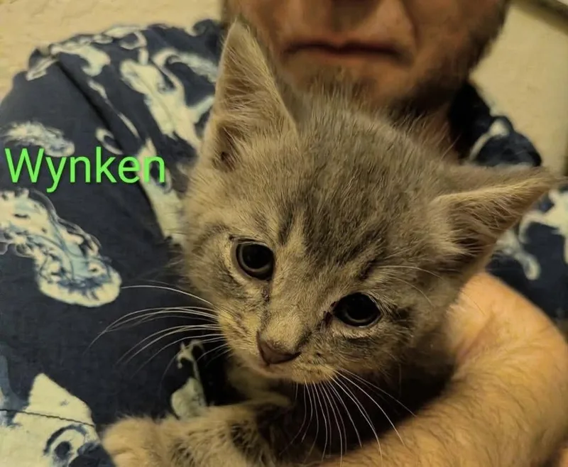 A baby small-sized male Gray / Blue / Silver Domestic Short Hair cat named Wynken for adoption in Poplar Grove, IL