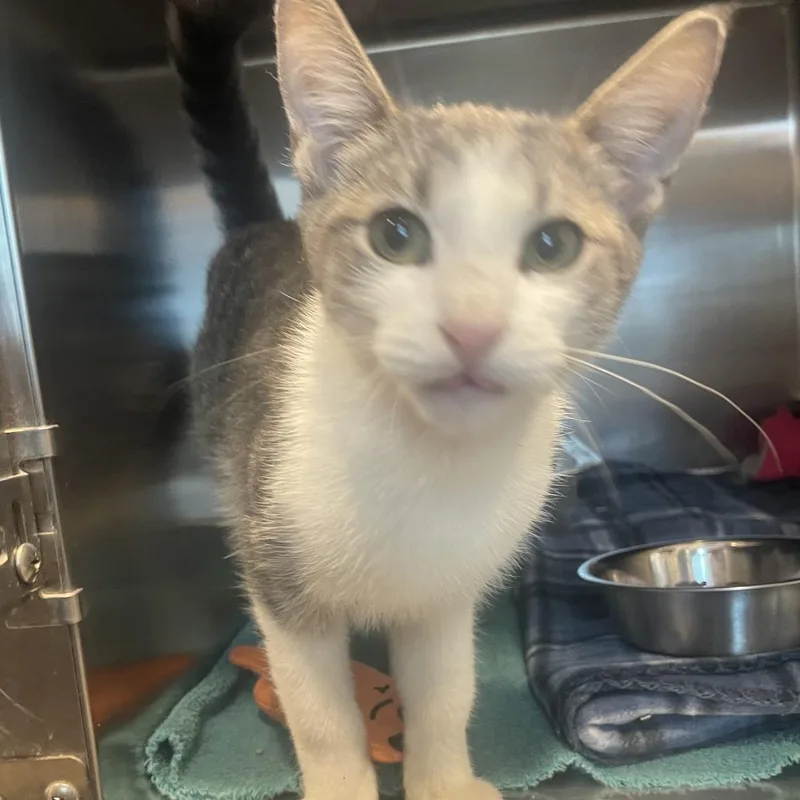 A young small-sized male White Domestic Short Hair cat named Olaf for adoption in Matteson, IL