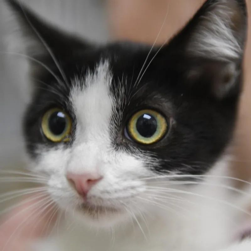 A baby small-sized female Black Domestic Short Hair cat named Bessie for adoption in Redwood City, CA