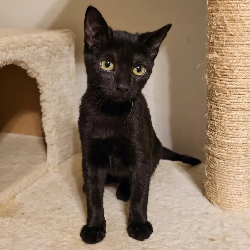 A baby small-sized female Black Domestic Short Hair cat named Dorothy for adoption in Webster, TX
