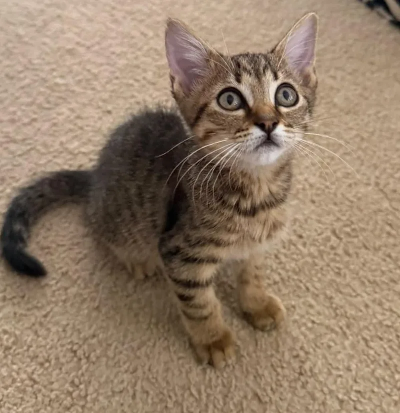 A baby small-sized male Domestic Short Hair cat named Boise for adoption in Magnolia, TX
