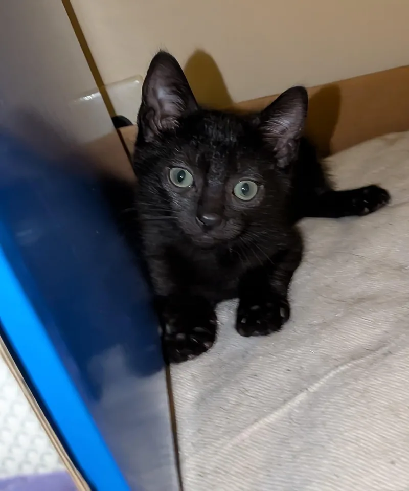 A baby medium-sized female Black Domestic Short Hair cat named Peakie for adoption in Philadelphia, PA