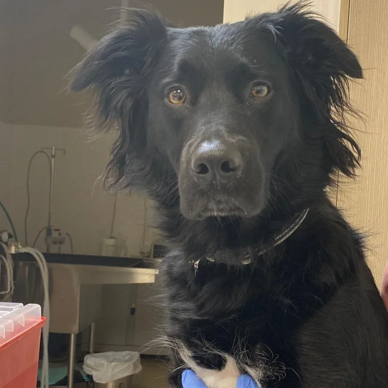 A senior large-sized male Black Border Collie dog named Bear D for adoption in Princeton, MN