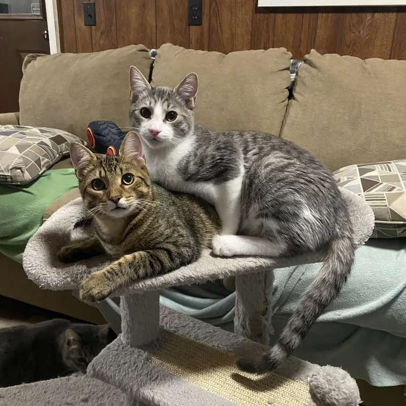 Clementine thumbnail 2