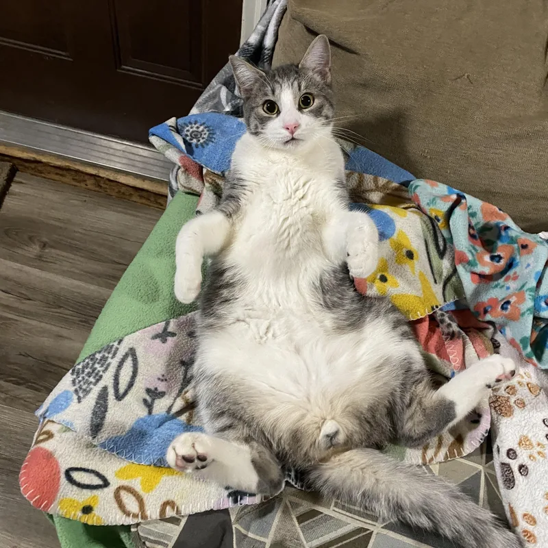 Clementine thumbnail 3