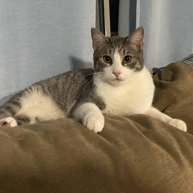 Clementine thumbnail 4