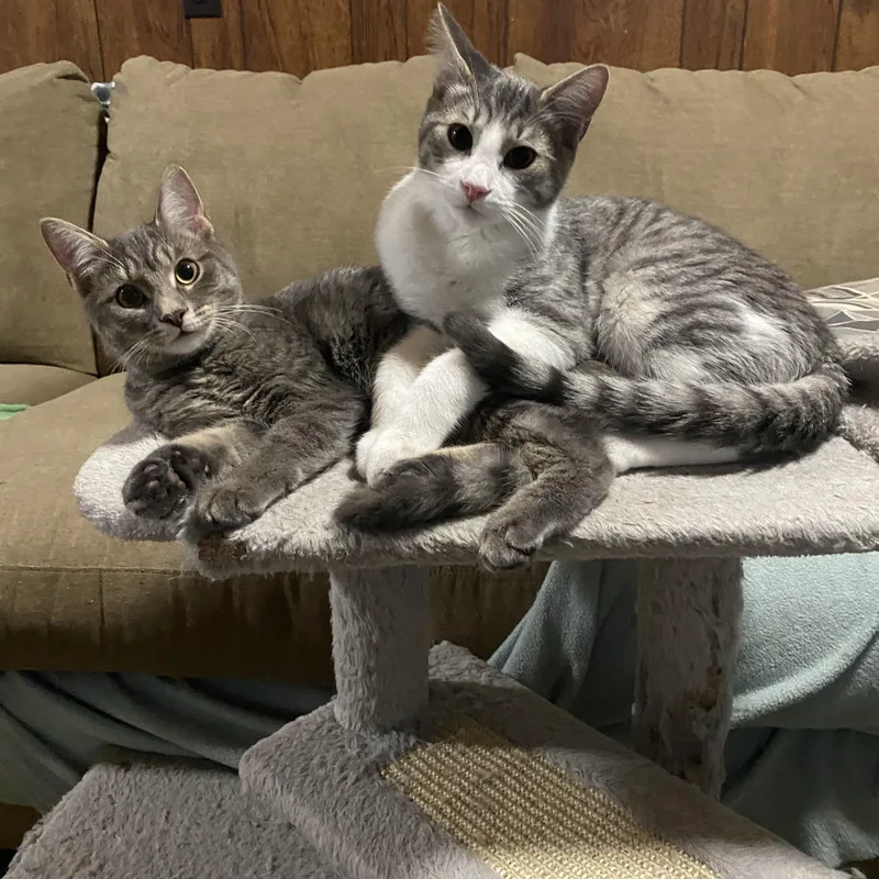 Clementine thumbnail 5