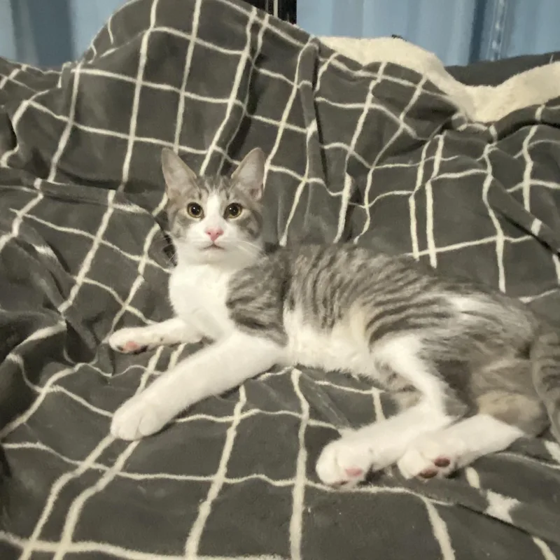 Clementine thumbnail 6