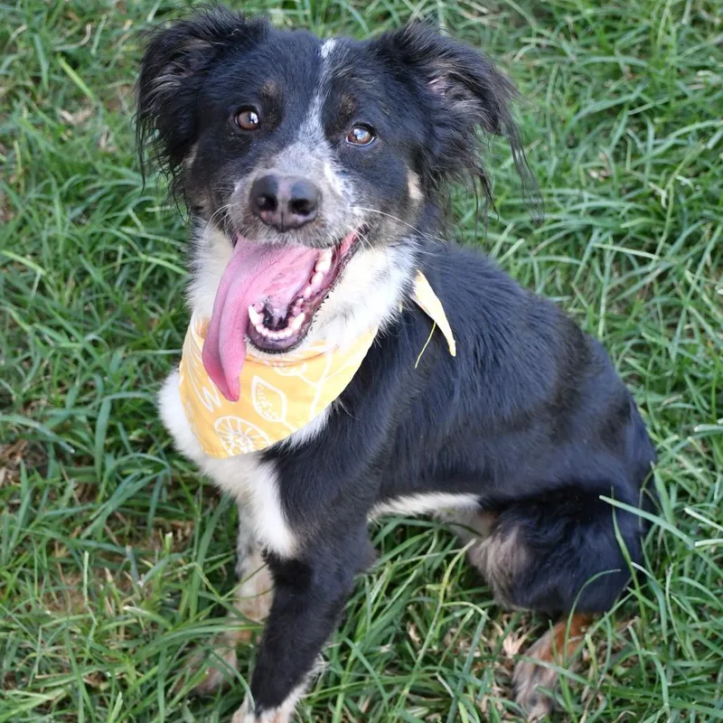 An adult medium-sized male Collie dog named Pluto for adoption in Beaumont, TX