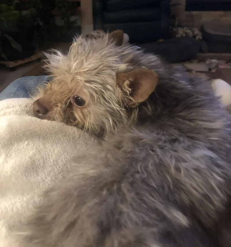 Teddy