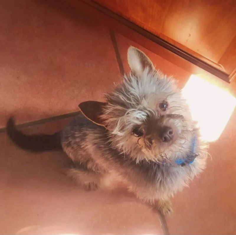 Teddy thumbnail 2