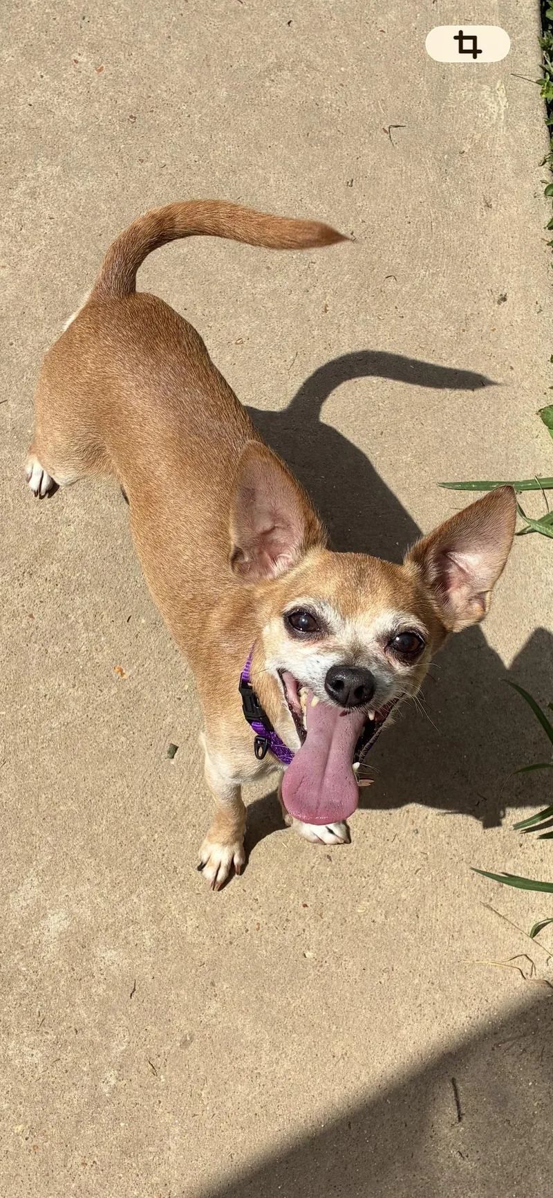 A senior small-sized male Golden Chihuahua dog named Honeybear for adoption in Saint Louis, MO