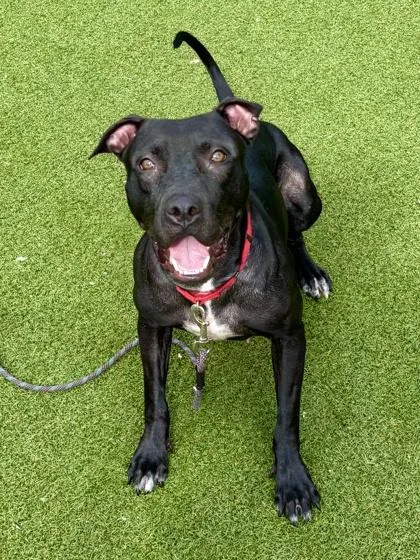 An adult large-sized female Mixed Breed dog named Ms. Houdini for adoption in West Chester, PA