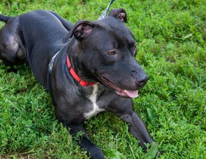 Ms. Houdini thumbnail 2