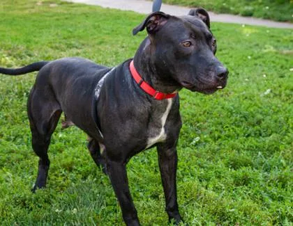 Ms. Houdini thumbnail 3