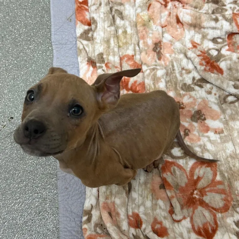 A baby medium-sized male Labrador Retriever dog named Owen for adoption in East Ridge, TN