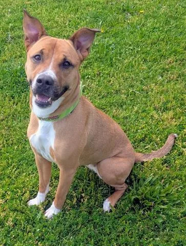 A young medium-sized female Pit Bull Terrier dog named Tulip for adoption in Akron, OH