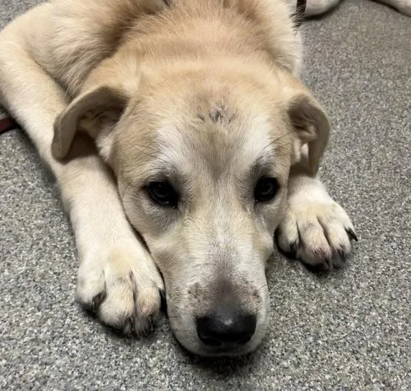 A young large-sized male Labrador Retriever dog named Coach Wymack for adoption in Escondido, CA