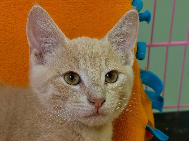 A baby small-sized male Domestic Short Hair cat named Leopold for adoption in Westfield, NY