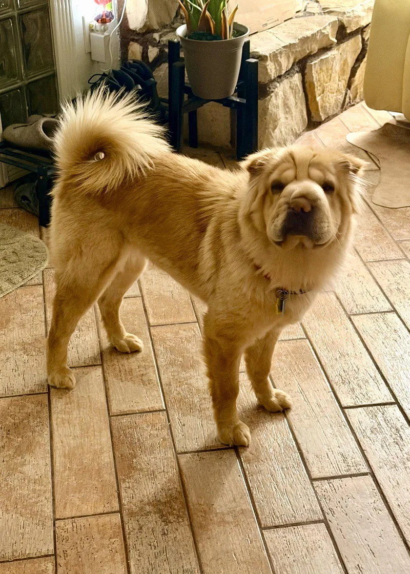 An adult medium-sized female Shar-Pei dog named Umber for adoption in Lake Forest, CA