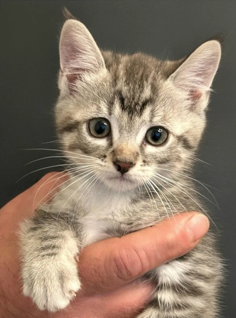 A baby medium-sized male Domestic Short Hair cat named Harper for adoption in Campbell, CA
