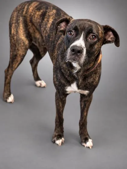 An adult large-sized male Boxer dog named Moose for adoption in Bowling Green, KY