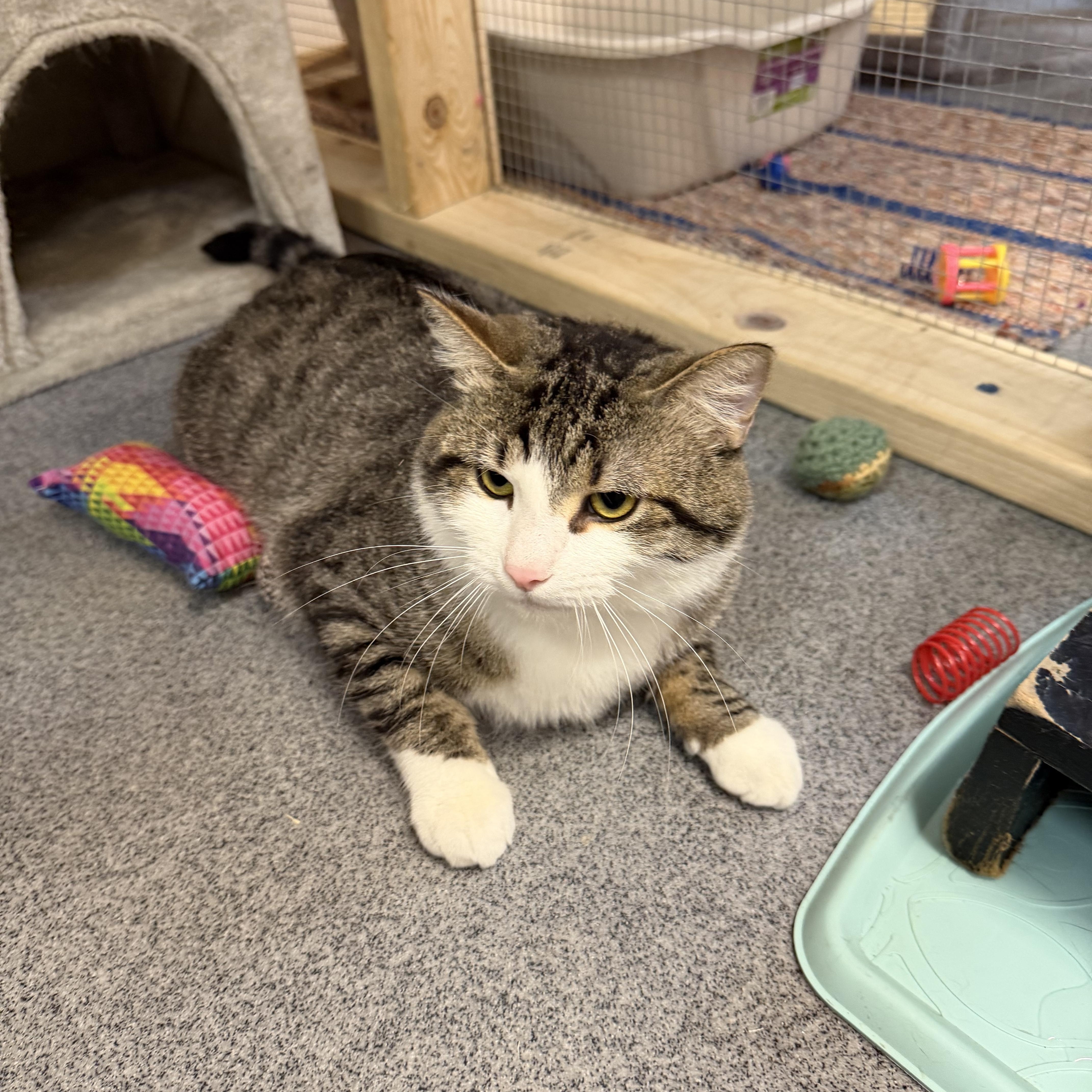 A young medium-sized male Tabby (Brown / Chocolate) Domestic Short Hair cat named Kyle for adoption in Chisholm, MN