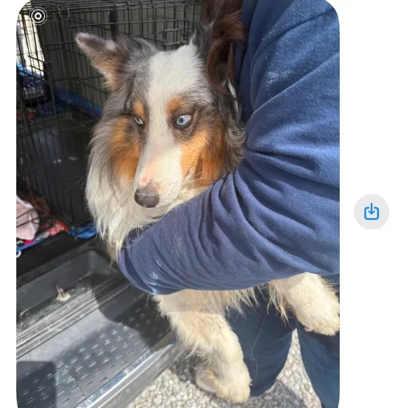 A senior small-sized male Sable Shetland Sheepdog / Sheltie dog named Moon for adoption in Normal, IL