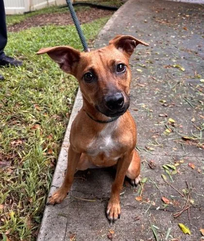 An adult small-sized female Mixed Breed dog named Cher for adoption in Honolulu, HI