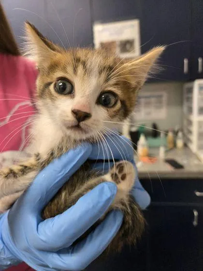 A young small-sized male Domestic Short Hair cat named B Liam for adoption in North Charleston, SC