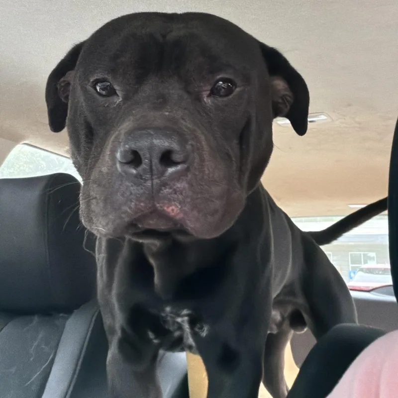 An adult large-sized male Black Pit Bull Terrier dog named Sir Cumference for adoption in Greensboro, NC