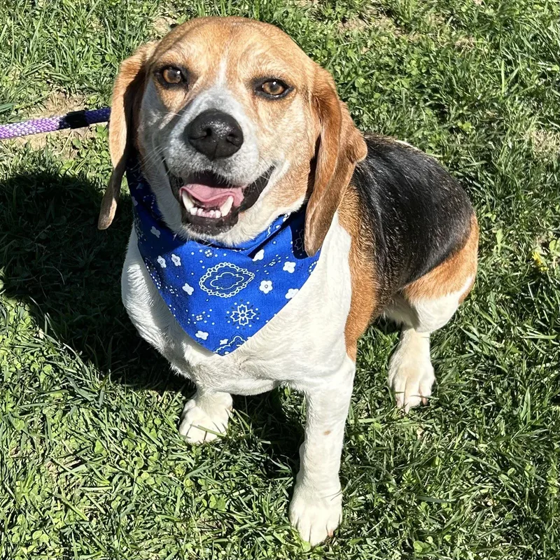 A young medium-sized male Beagle dog named Gator for adoption in Norwood, OH