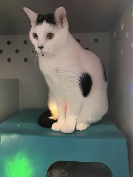 An adult large-sized male Domestic Short Hair cat named Bogyo for adoption in Ridgewood, NY
