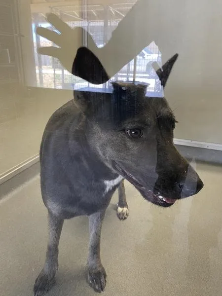 An adult medium-sized female Shepherd dog named Cobalt for adoption in Victorville, CA