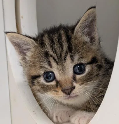 A baby small-sized male Domestic Short Hair cat named Banilla for adoption in Washington, DC