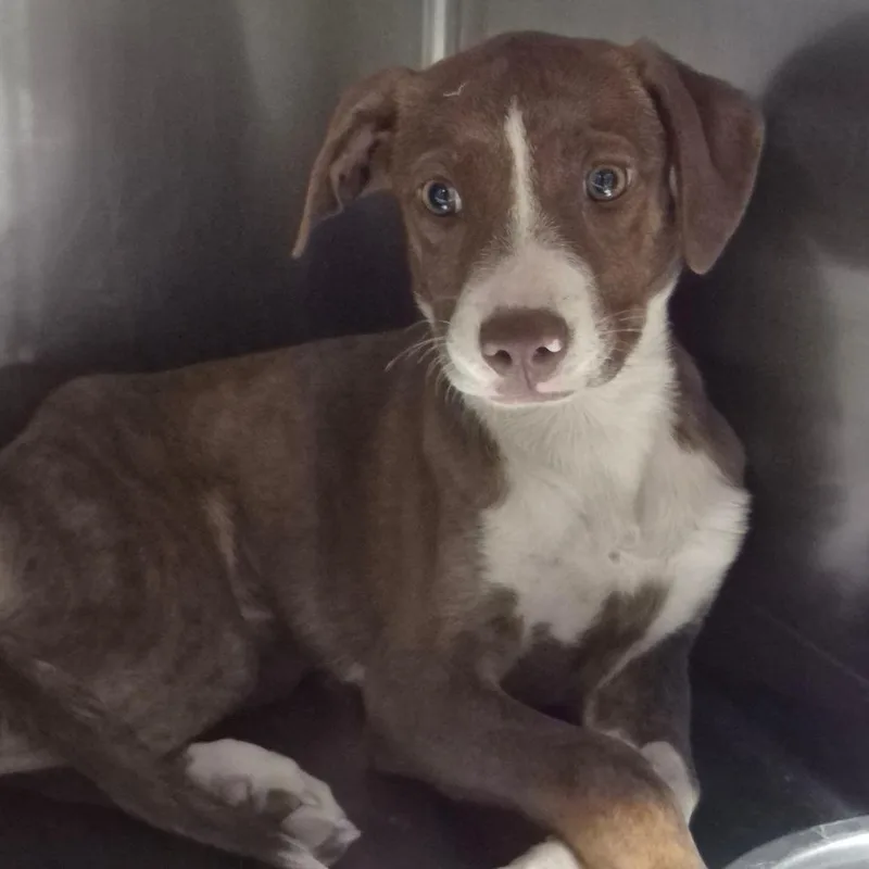 A young small-sized female Brown / Chocolate Labrador Retriever dog named Cinnamon for adoption in Yuma, AZ