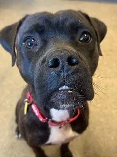 A young medium-sized male Black Boxer dog named Dallas for adoption in Cleveland, OH