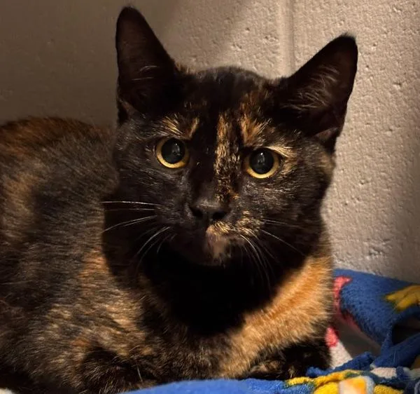 A young medium-sized female Domestic Short Hair cat named Alma for adoption in Des Moines, IA