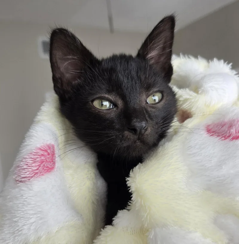 A baby medium-sized male Black Domestic Short Hair cat named Captain Hastings for adoption in Orlando, FL