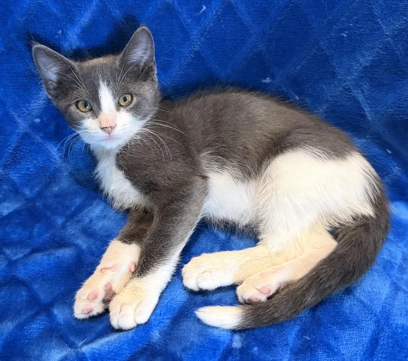 A baby medium-sized male Gray & White Domestic Short Hair cat named Wolfie for adoption in Lake Monroe, FL