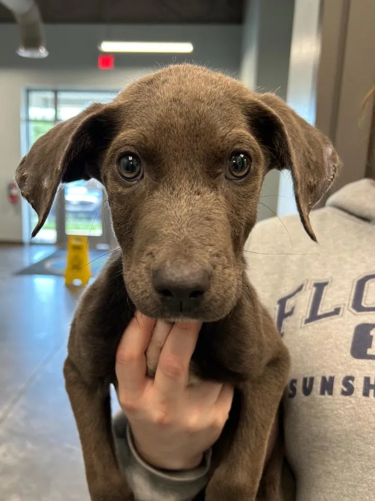 A baby medium-sized female Pit Bull Terrier dog named Miss Pooter for adoption in Gautier, MS