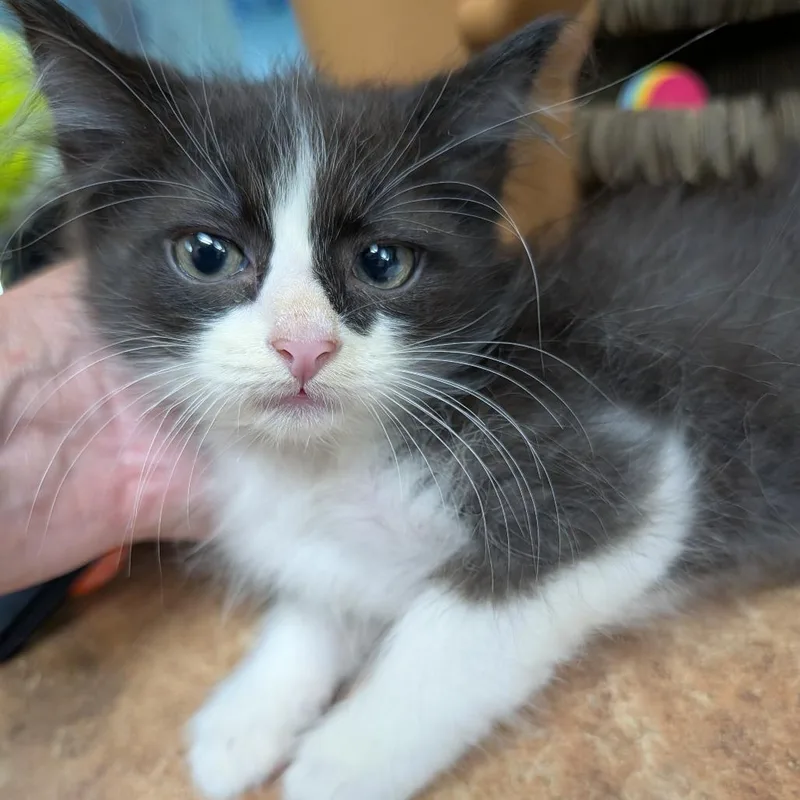 A baby small-sized male Black Domestic Long Hair cat named Uno for adoption in New York, NY